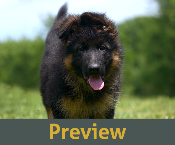 red and black short coat european showline German Shepherd Puppy for Sale in Maryland, Pennsyvania, West Virginia, Virginia, East Coast, the best German Shepherd breeder in the USA